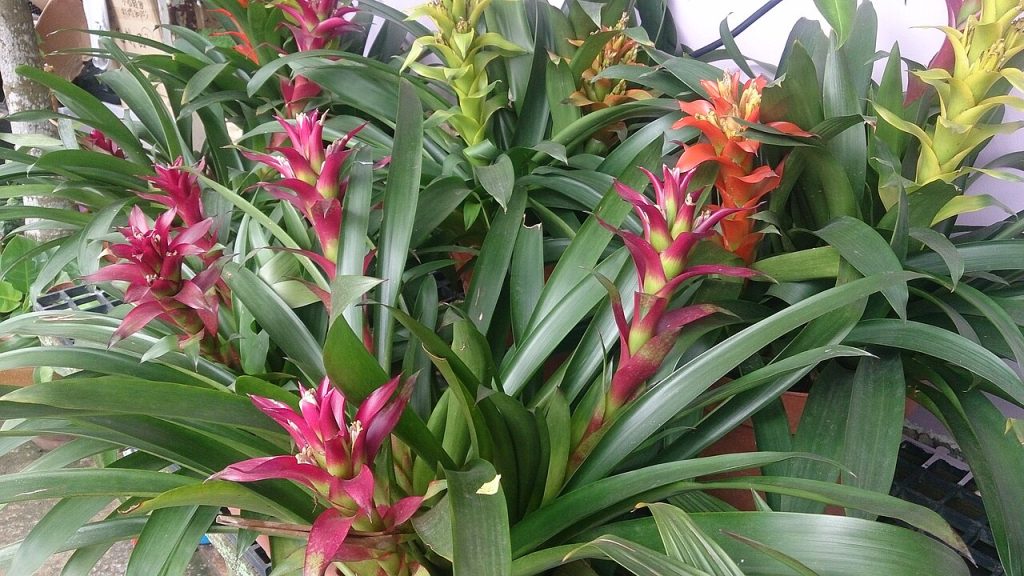 Guzmania lingulata