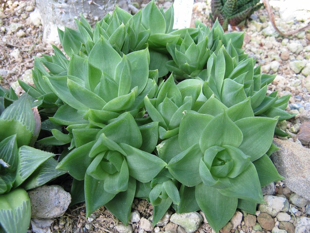 Hawortia cymbiformis 
