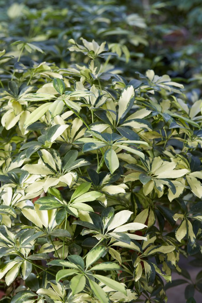 Schefflera 