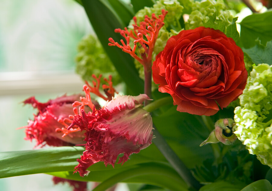 linguaggio dei fiori San Valentino