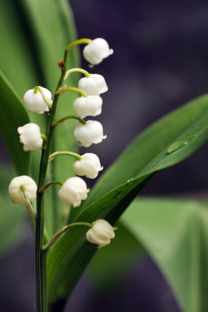 Mughetto giardino fiore