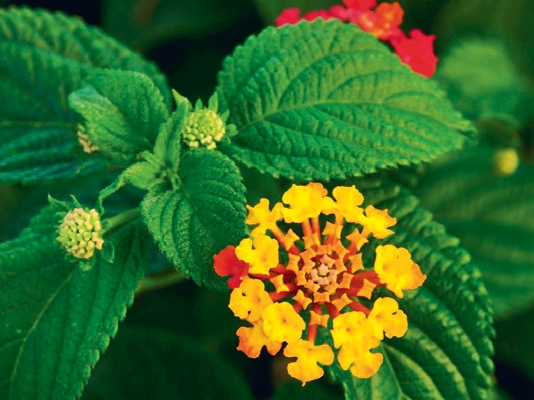 Hibiscus syriacus e Lantana camara ‘Radiation’ è un abbinamento esplosivo, pura energia per il giardino estivo.