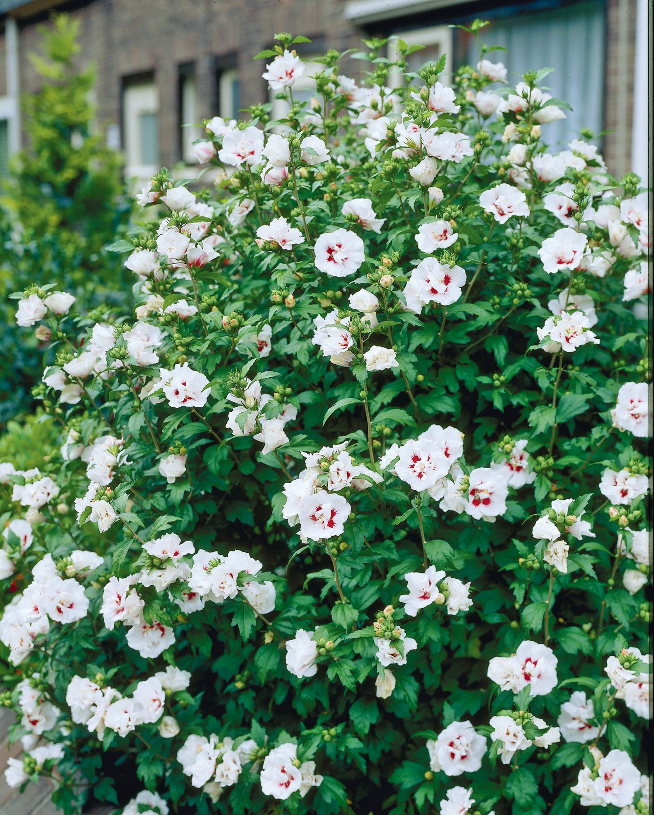Hibiscus syriacus Lady Stanley' ha una crescita eretta e compatta, ideale per formare siepi fiorite o sola se lo spazio è stretto.
