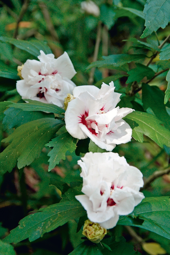 Hibiscus syriacus ‘Jeanne d’Arc’ è celebre per i suoi fiori doppi che ricordano delle piccole rose bianche.
