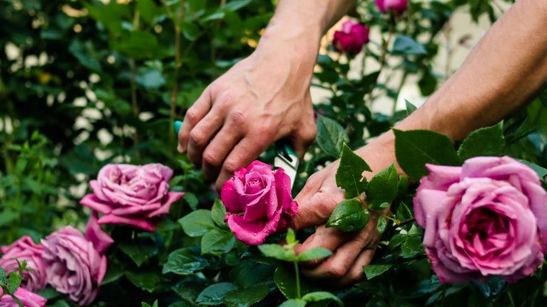 Coltivazione delle rose