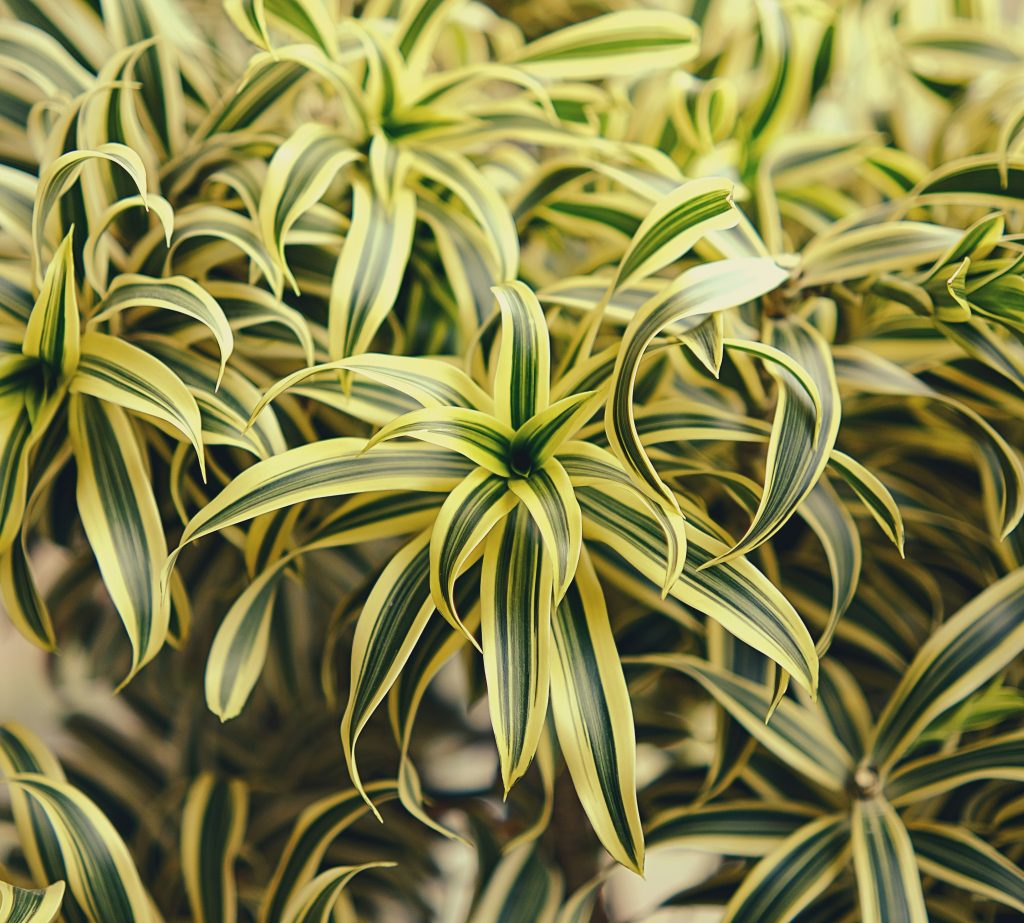 Dracaena reflexa ‘Song of India’