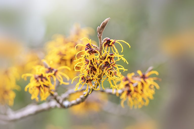 Hamamelis