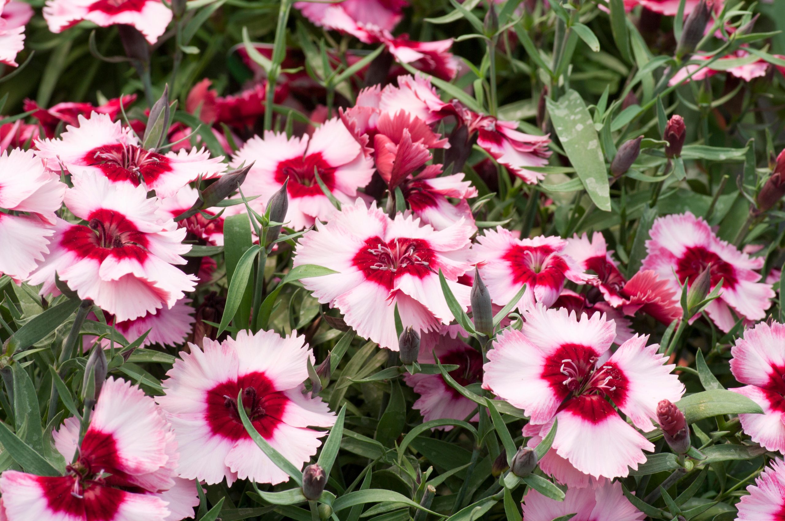 fiori eduli