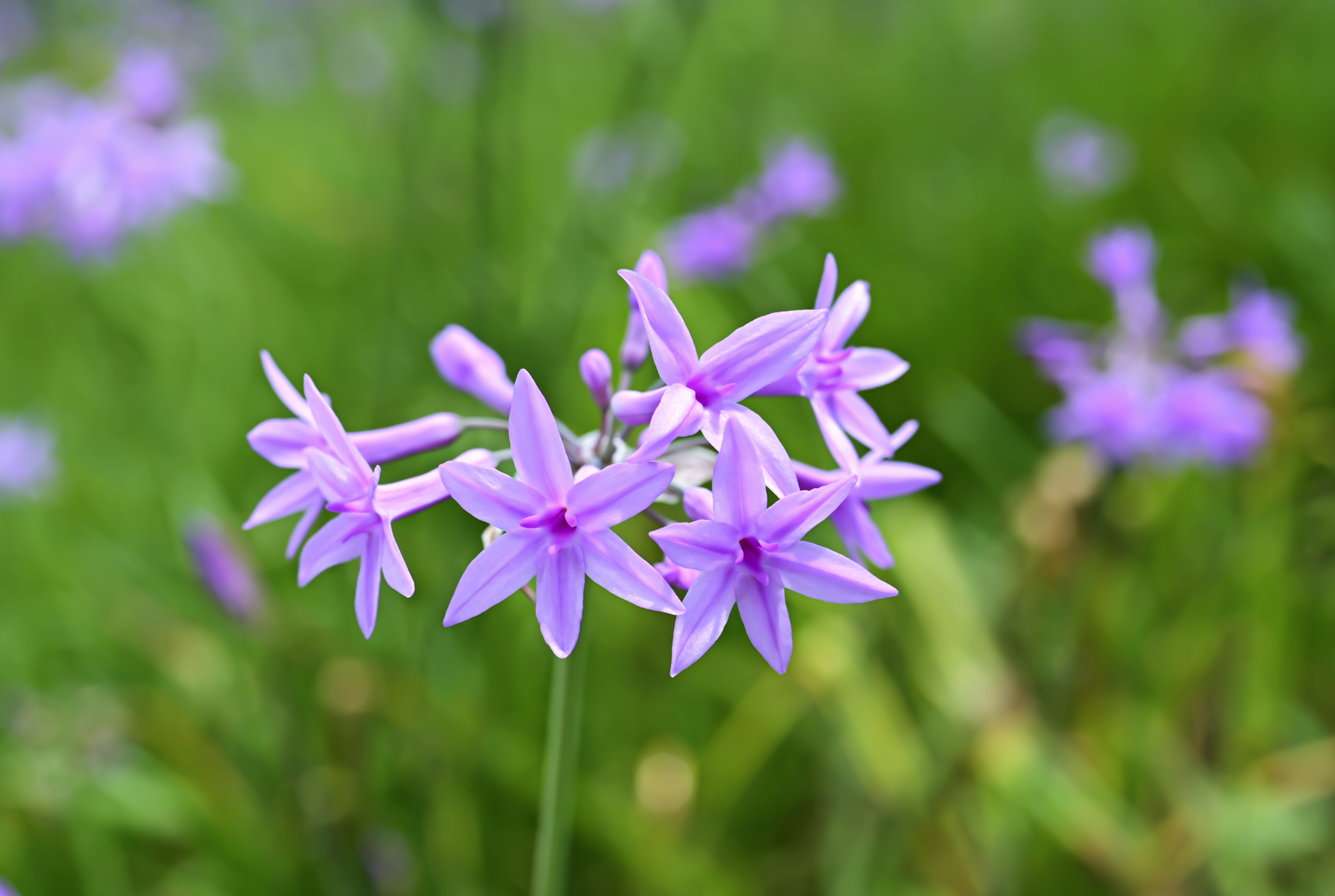 Fiori eduli