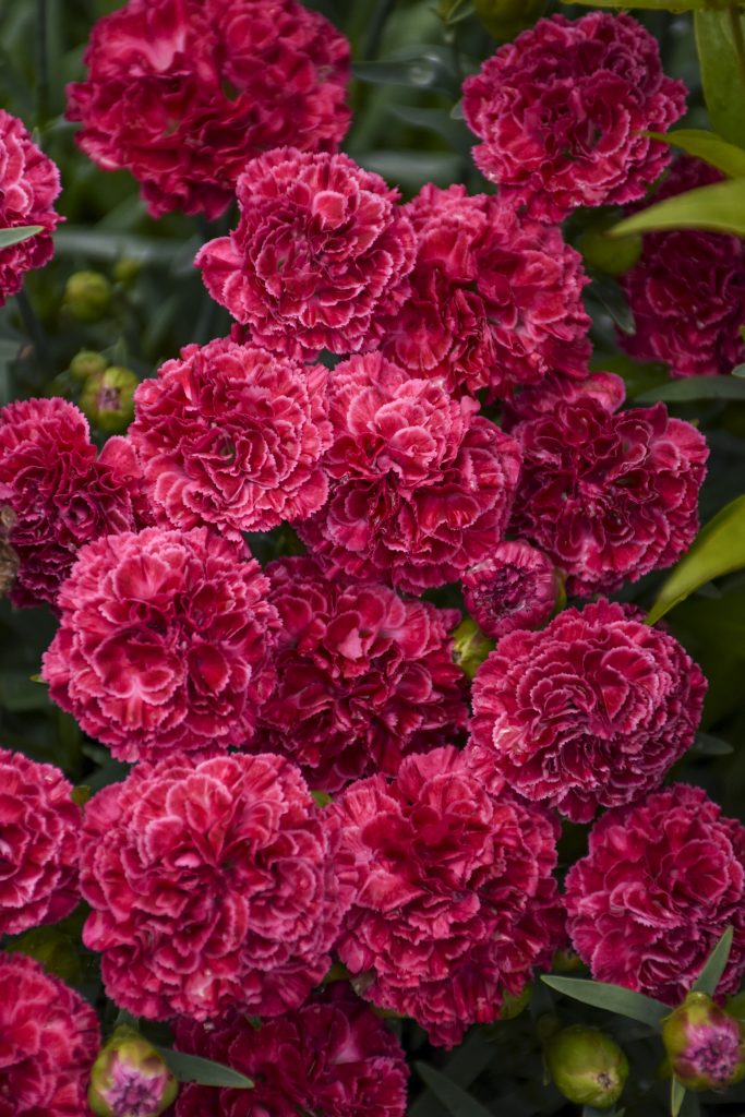 linguaggio dei fiori San Valentino