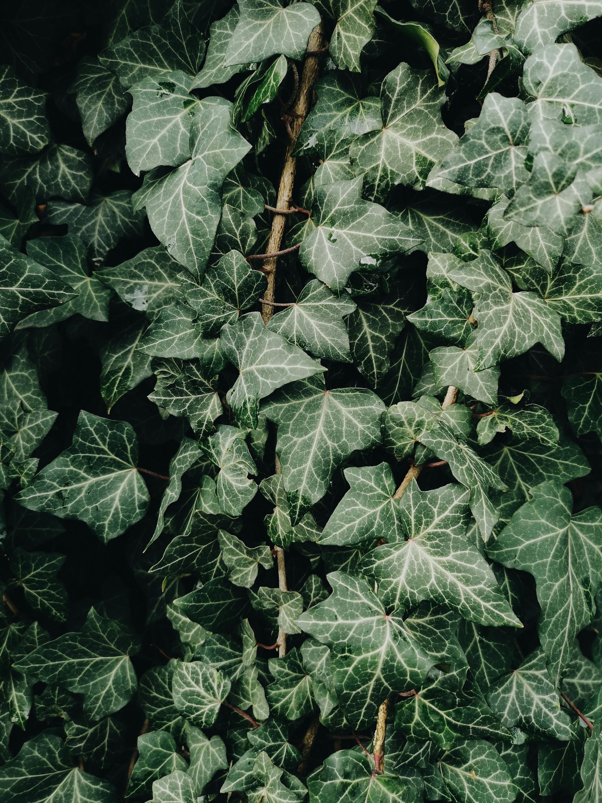 Color Edera Guida pratica per curare l’edera tutto l’anno - Gardenia