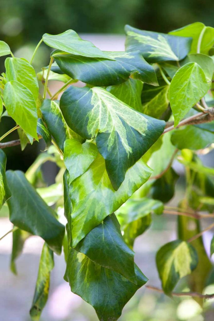 come curare l'edera come coltivarla