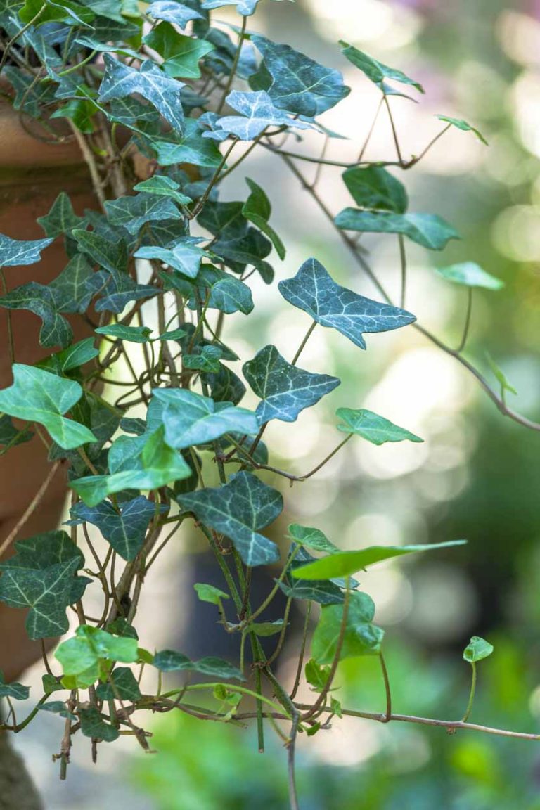 Edera Hedera helix 'glymii'