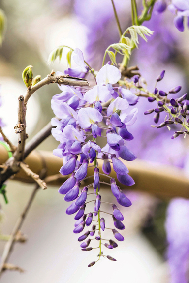 glicine wisteria sinensis