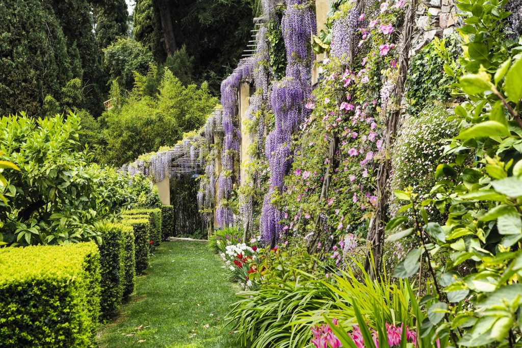 Scorcio della grande pergola che ospita il glicine nel giardino di Villa della Pergola ad Alassio