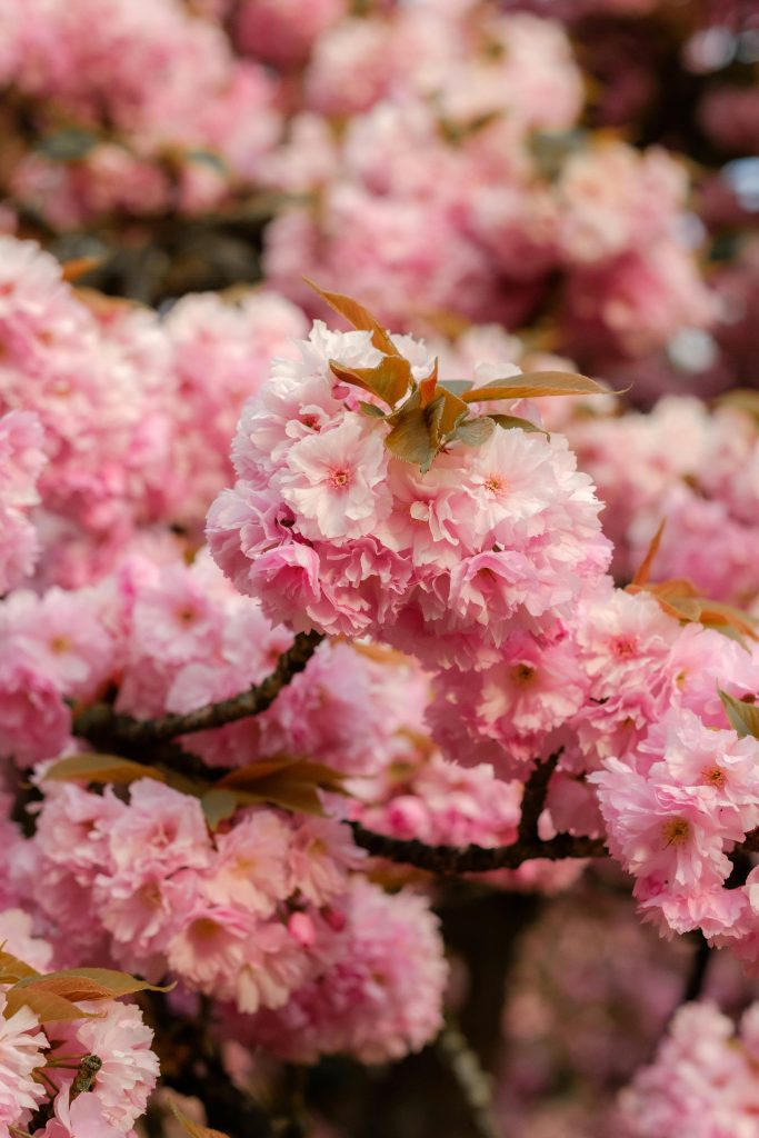 primo piano fiore di ciliegio