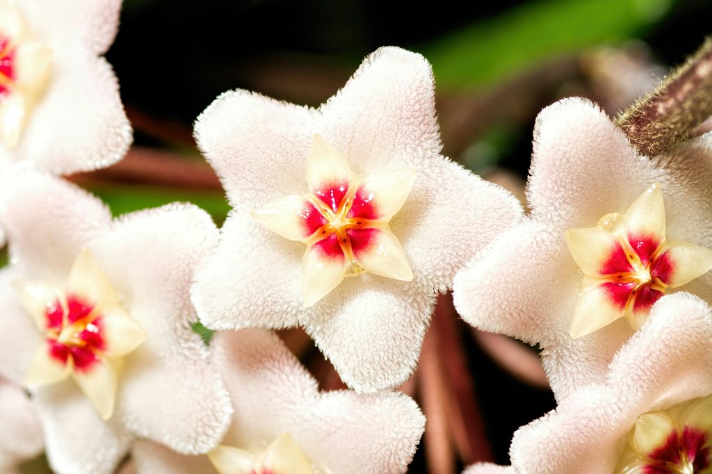 fiori di Hoya