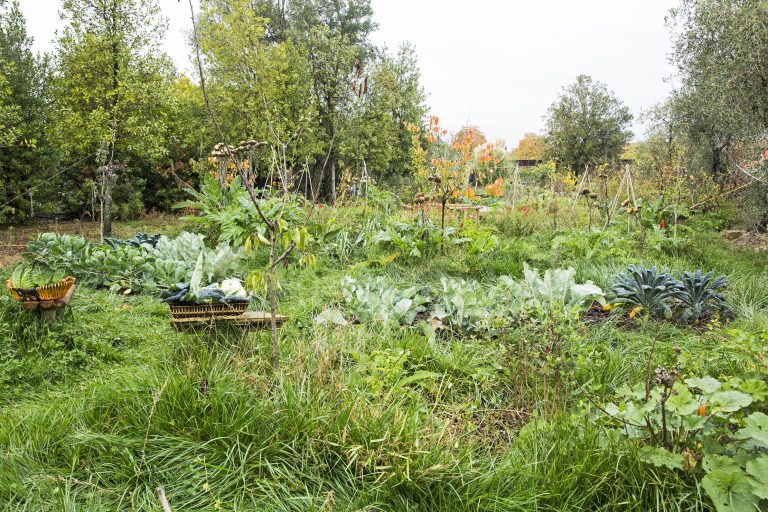 Permacultura Orto-giardino Mati