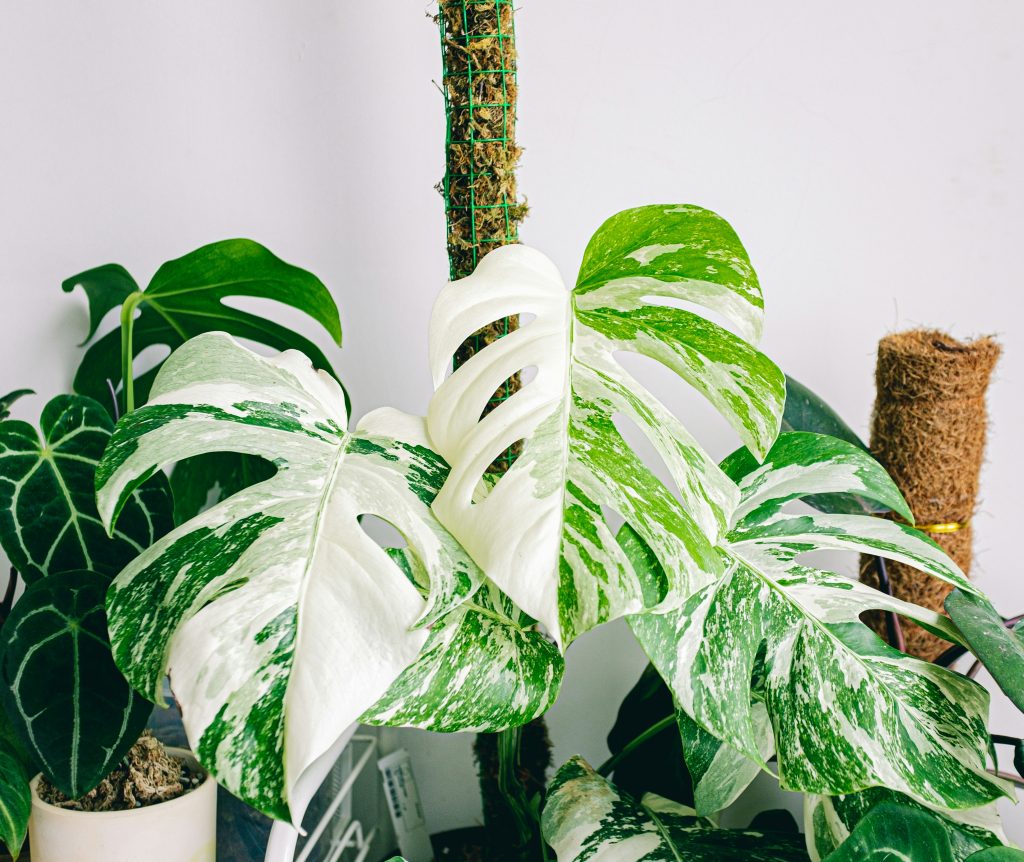 Monstera deliciosa piante da interno per il bagno