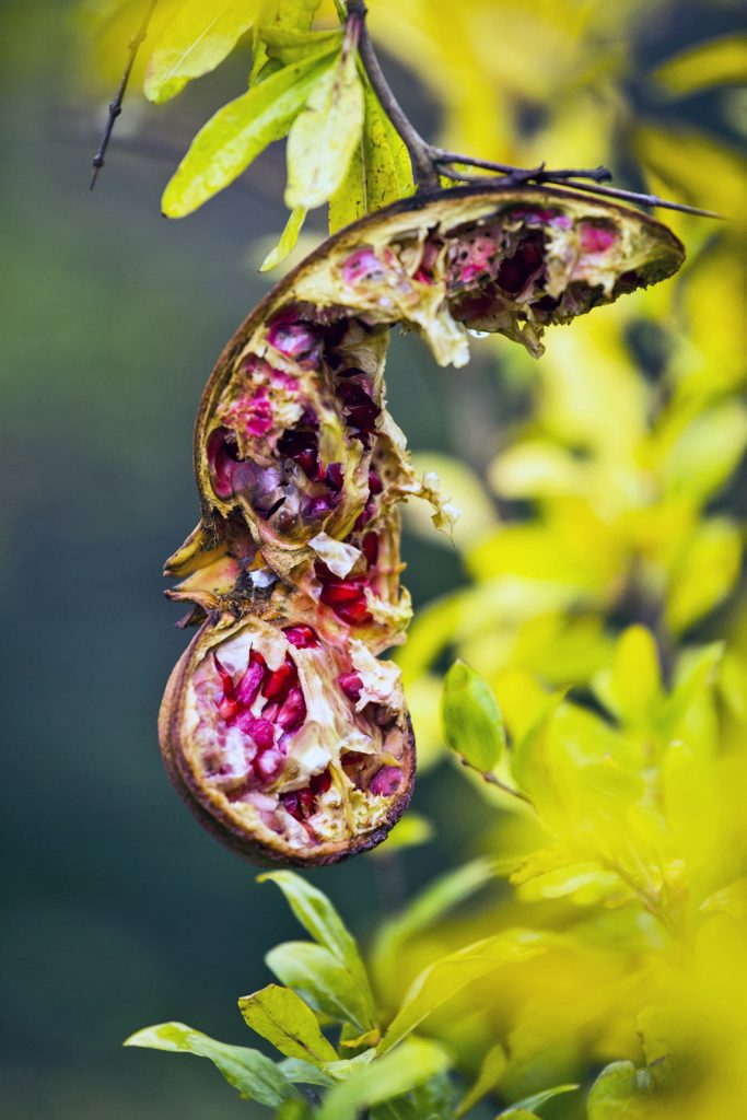 melograno orto-giardino Mati permacultura