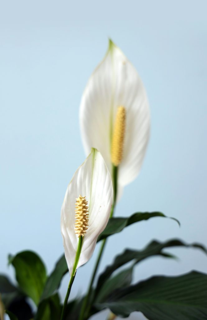 Spathiphyllum 