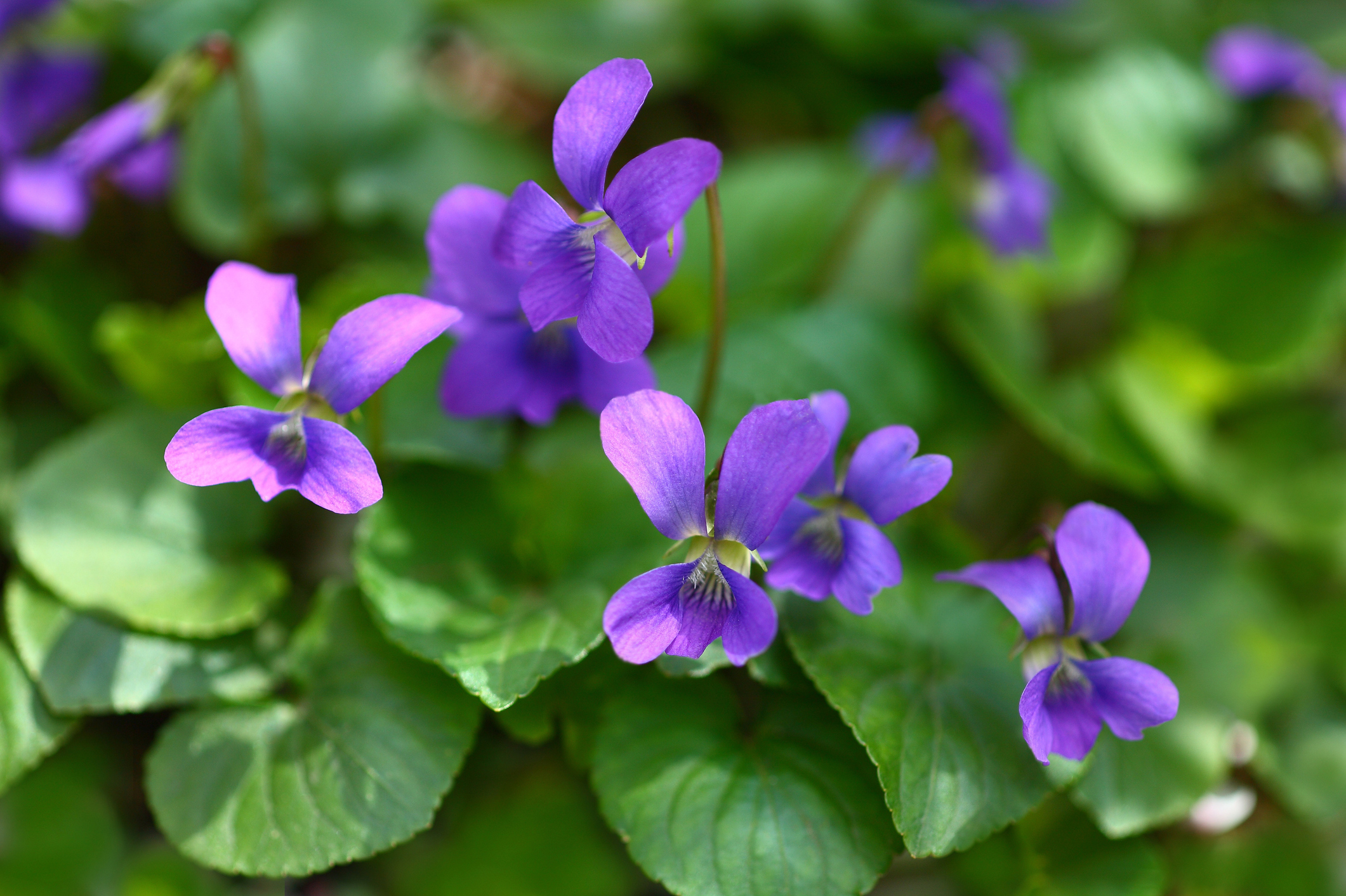 linguaggio dei fiori San Valentino