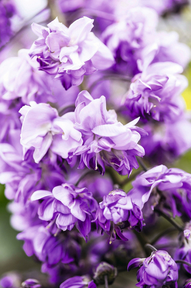 Primo piano di Wisteria fluribunda 'Violacea Plena', tra le specie di glicine presenti nel giardino di Villa della Pergola