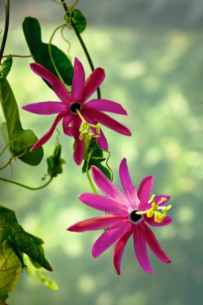 passiflore guida completa coltivazione