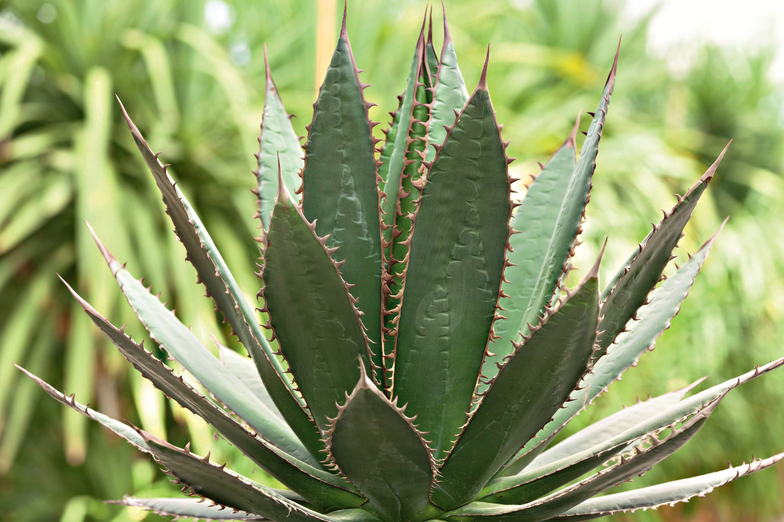 Agave in giardino o in vaso, idee di design mediterraneo - Gardenia