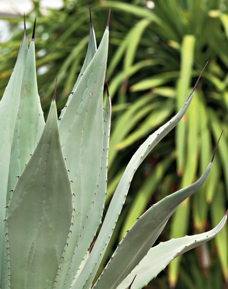 Primo piano Agave flexispina