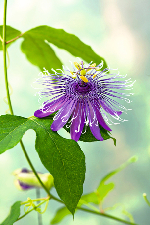 passiflora coltivazione