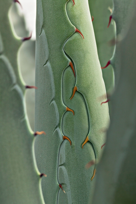 Primo piano Agave chrysantha