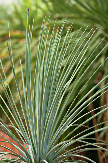 Primo piano Agave falcata