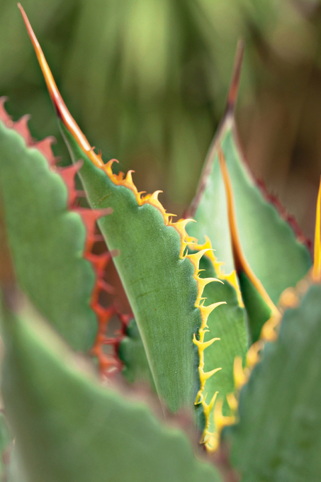 Primo piano Agave bovicornuta
