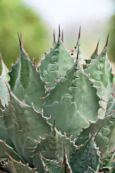 Primo piano Agave parrasana