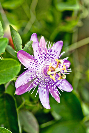 ibridi di passiflora