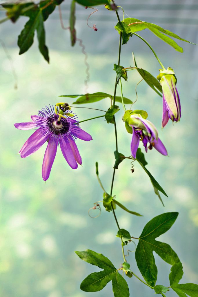 passiflore guida completa coltivazione