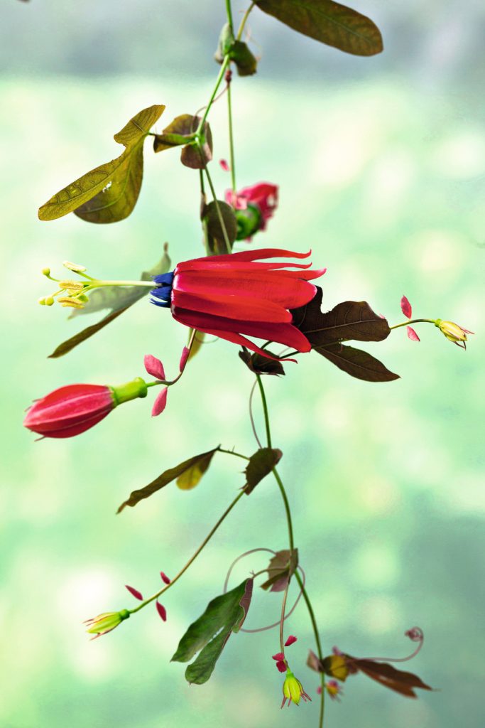 passiflore guida completa coltivazione