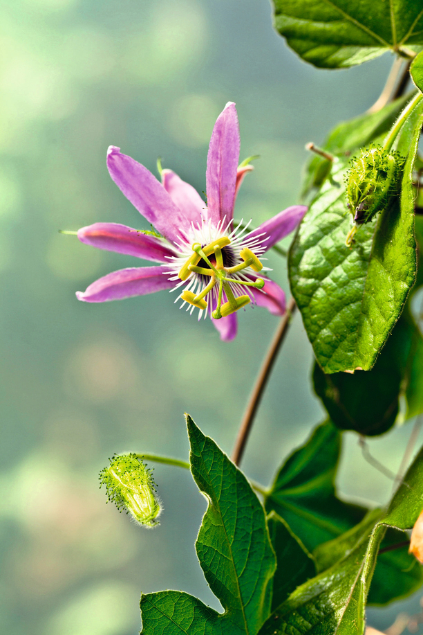 ibridi di passiflora