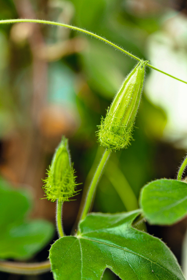 ibridi di passiflora