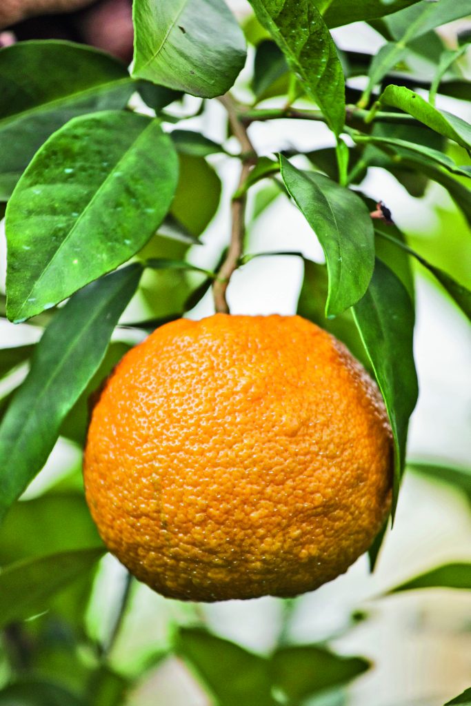 frutto di Citrus aurantium 