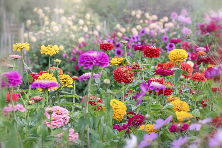 coltivare fiori annuali