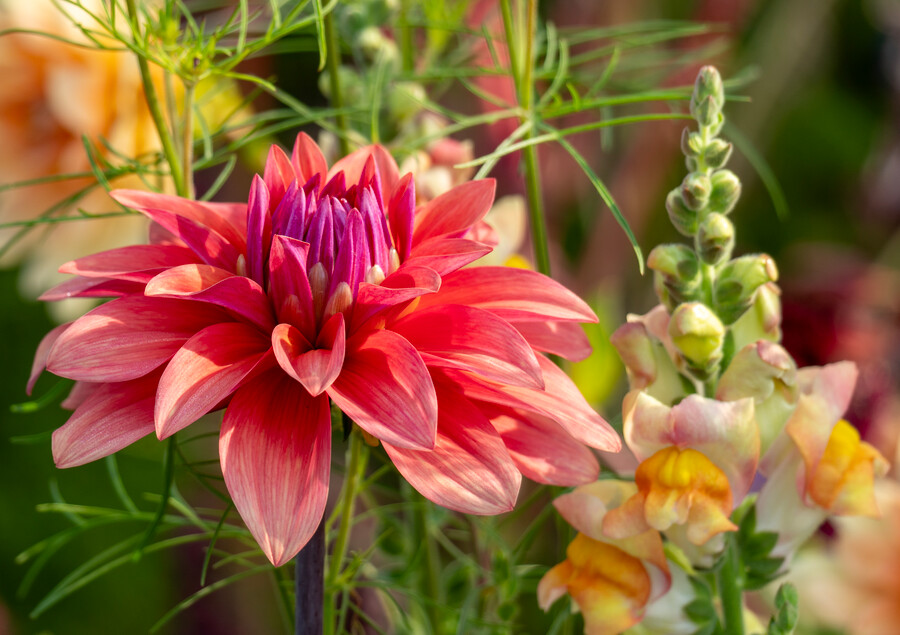 Primo piano Dahlia Labyrinth