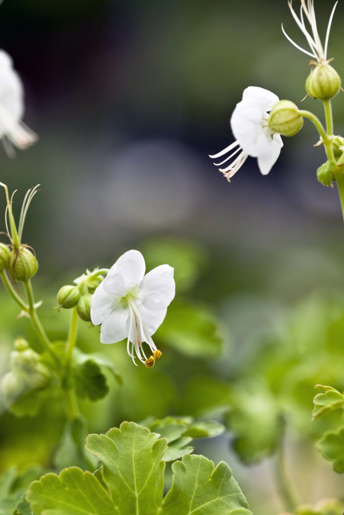 Geranio Geranium macrorrhizum 'White Ness' 