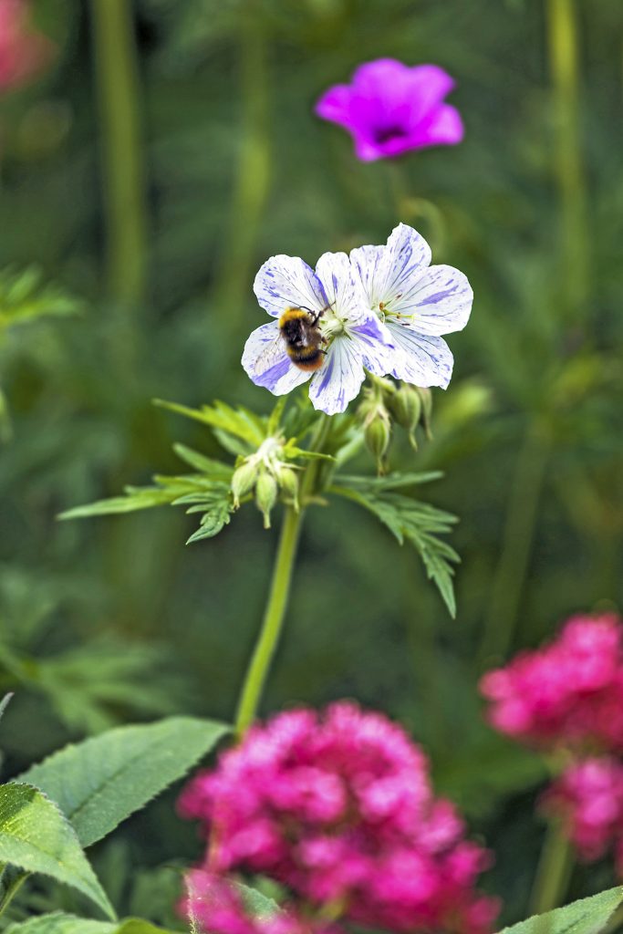Geranio Geranium pratense 'Striatum' 