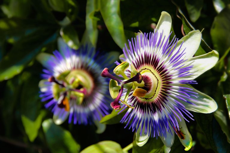 Come coltivare la passiflora