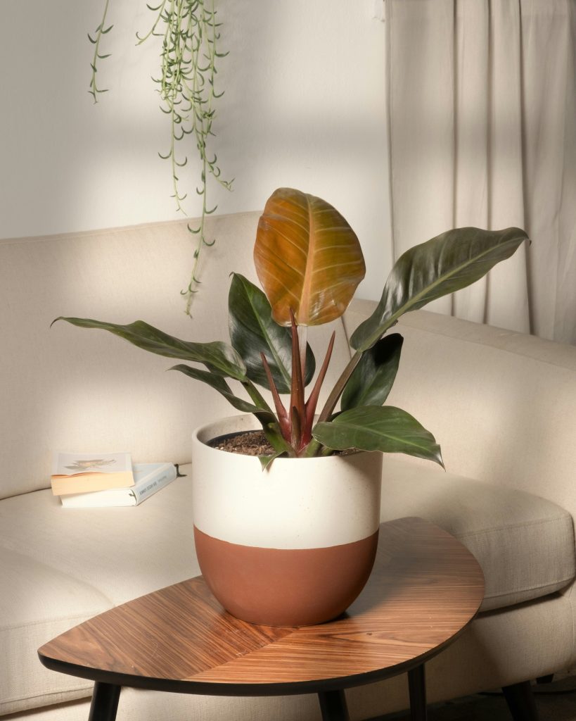 Philodendron 'Imperial Red' in vaso in ambiente domestico