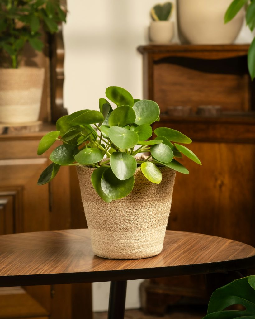 Pilea peperomioides in vaso in ambiente domestico, pianta da appartamento pet friendly 