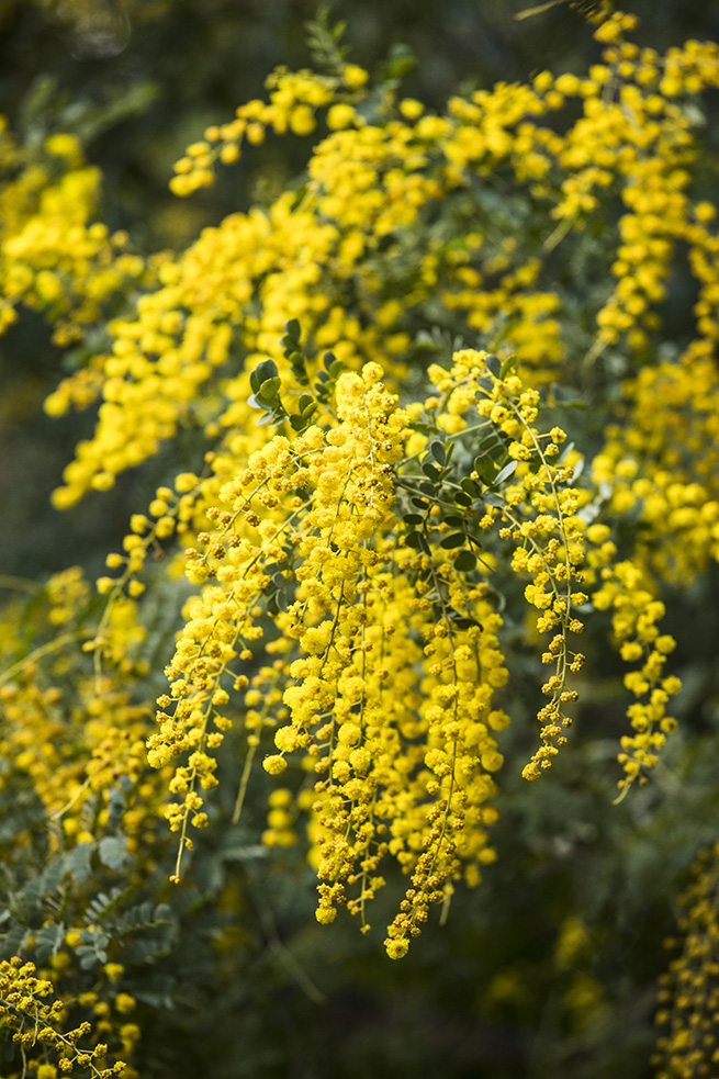 Acacia acinacea