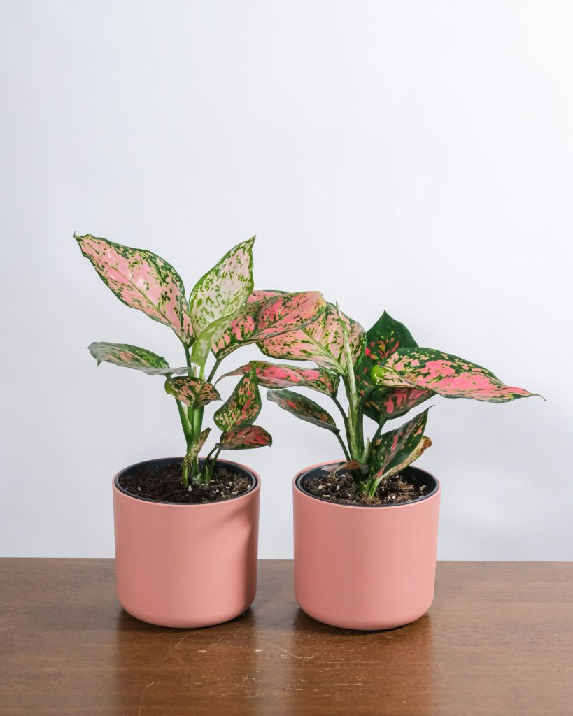 Aglaonema 'Pink Princess' in vaso rosa in ambiente domestico, pianta da interno